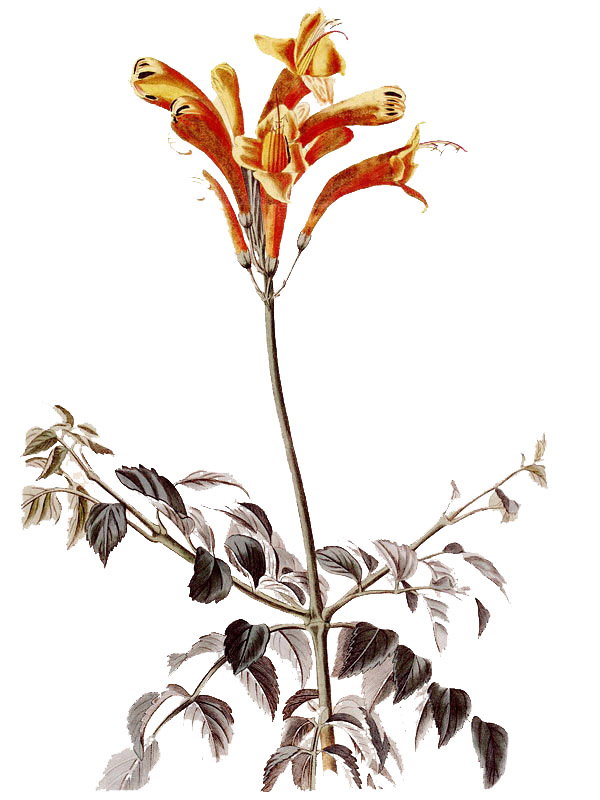 Tecomaria capensis