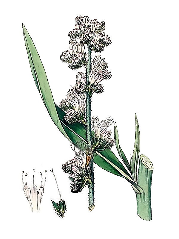 Echium italicum