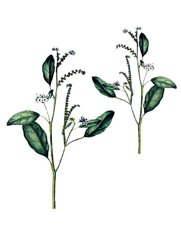 Heliotropium europaeum