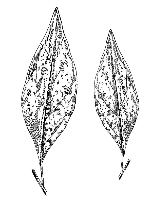 Lappula virginiana