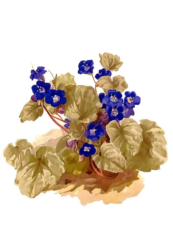 Phacelia campanularia