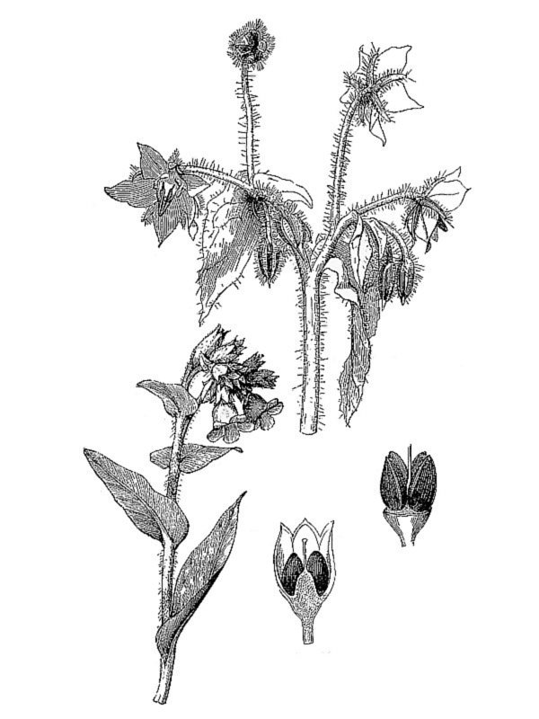 Boraginaceae_spp.