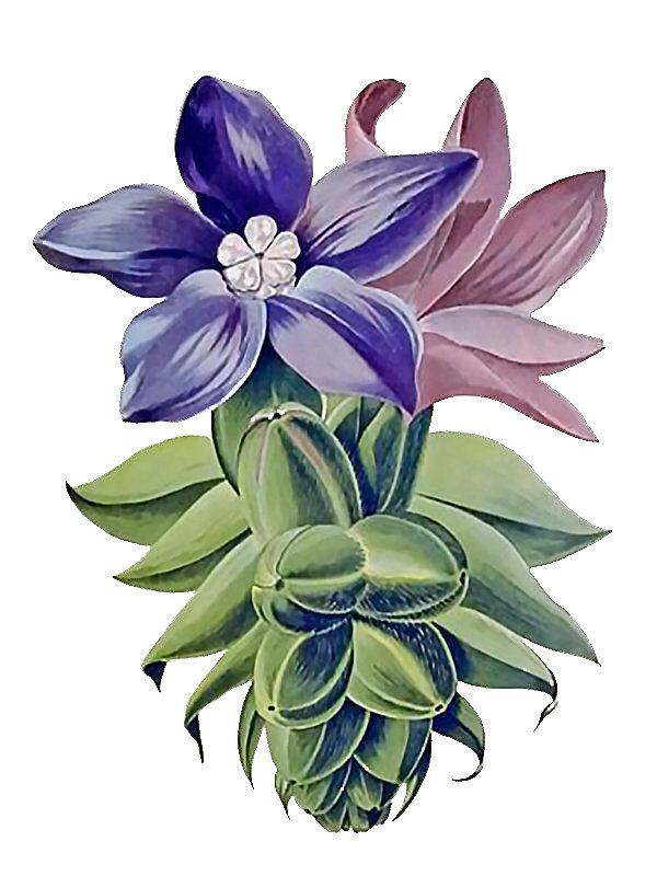 Boraginaceae_spp.