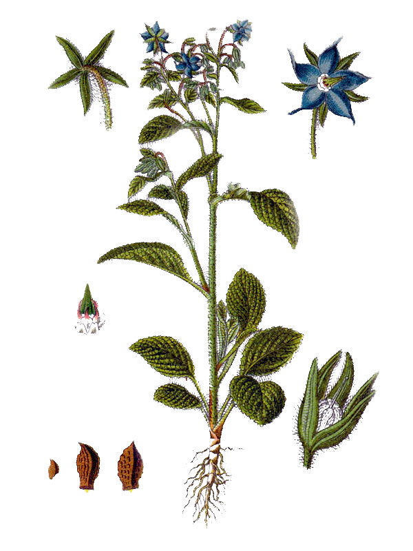Borago officinalis