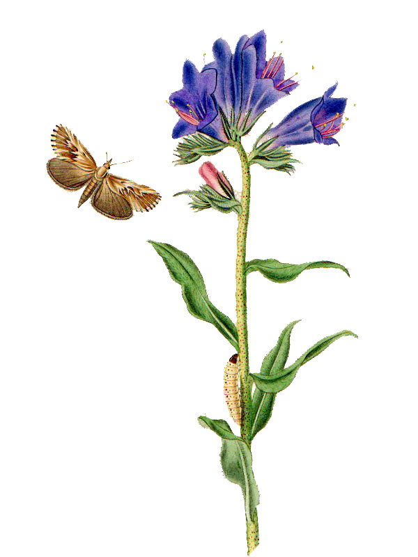 Echium vulgare