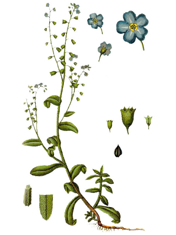 Myosotis palustris