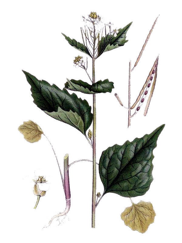 Alliaria officinalis
