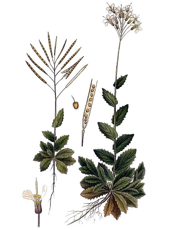 Arabis alpina