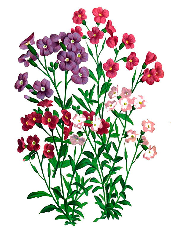 Aubrieta grandiflora