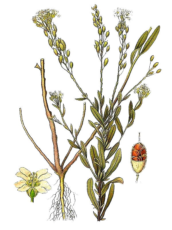 Berteroa incana