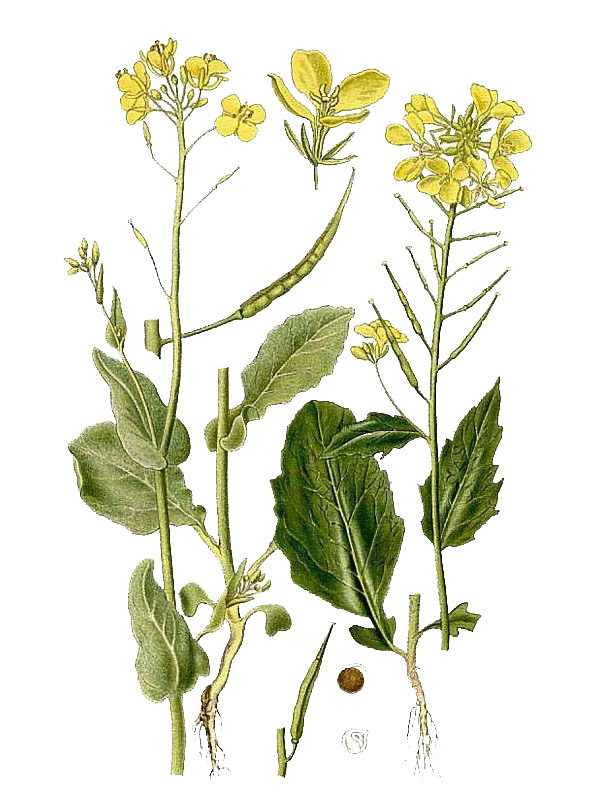 Brassica campestris