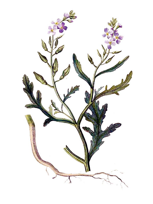 Cakile maritima