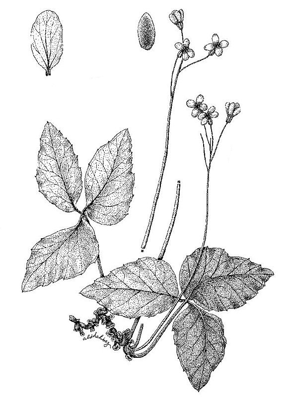 Cardamine cheotaiyienii