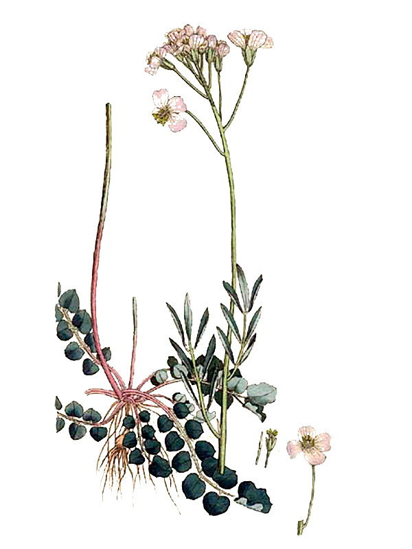 Cardamine pratensis