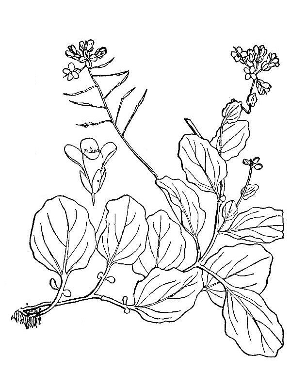 Cardamine rotundifolia