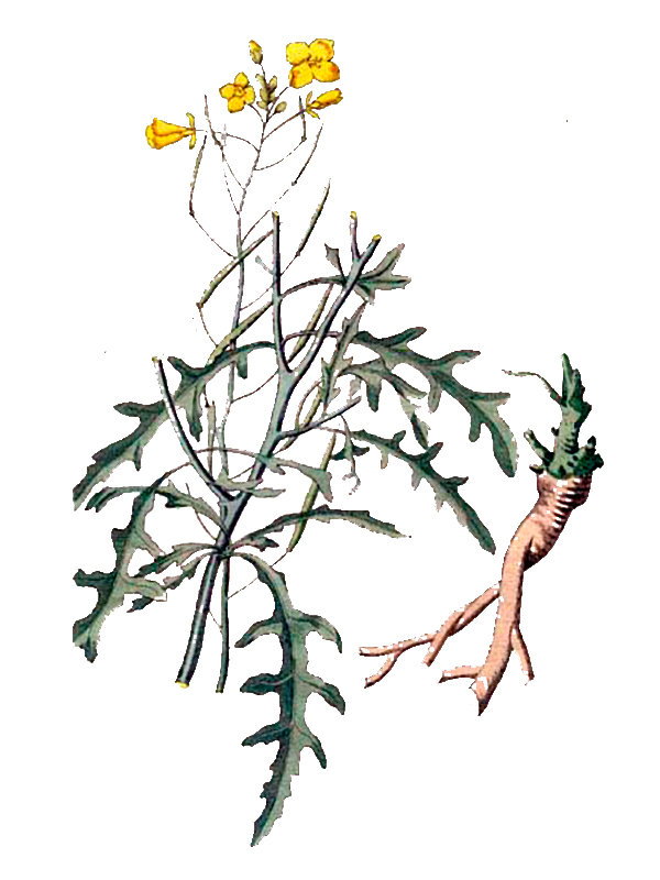 Diplotaxis tenuifolia