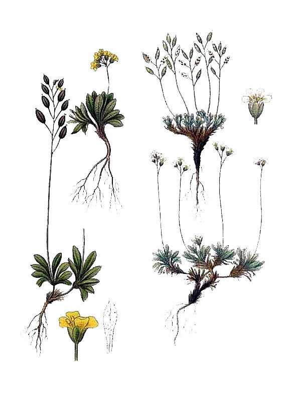 Draba alpina