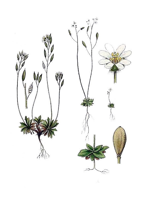 Draba rupestris