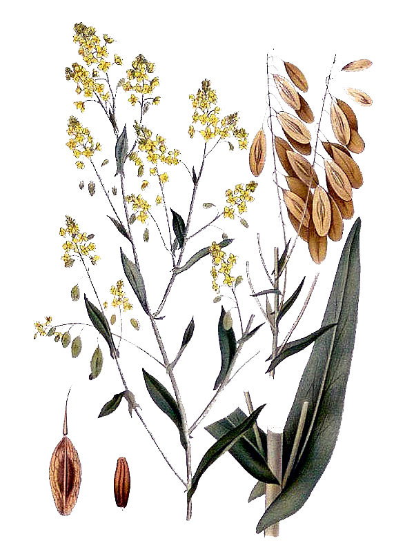 Isatis tinctoria