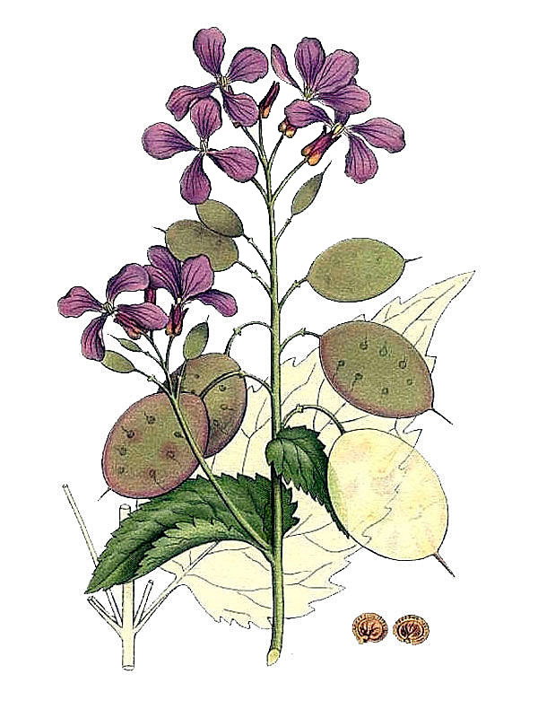 Lunaria annua