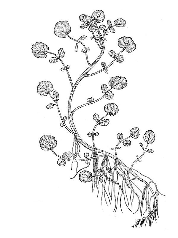 Nasturtium officinale