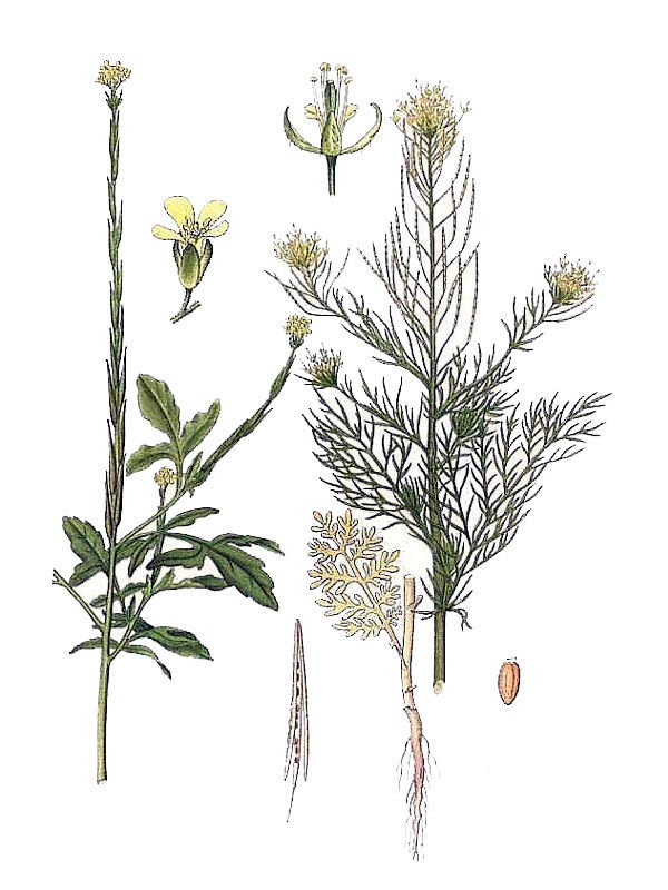 Sisymbrium sophia