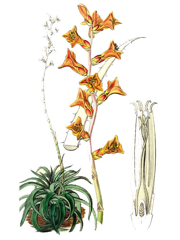 Dyckia remotiflora