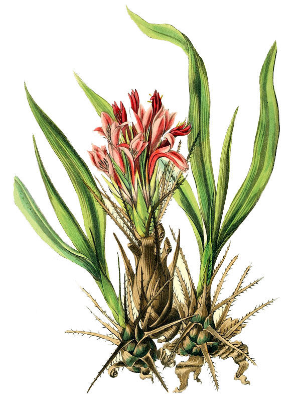 Pitcairnia heterophylla