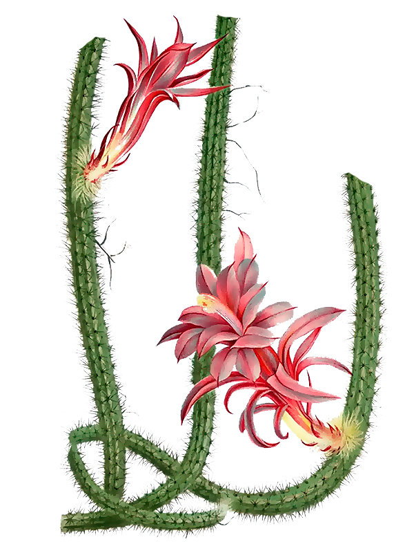 Aporocactus flagelliformis