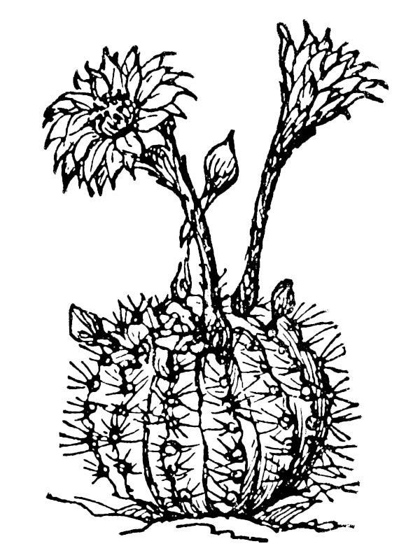 Cactaceae sp.