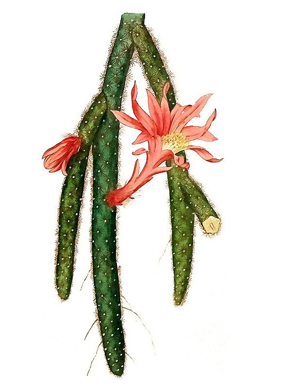 Cactaceae sp.