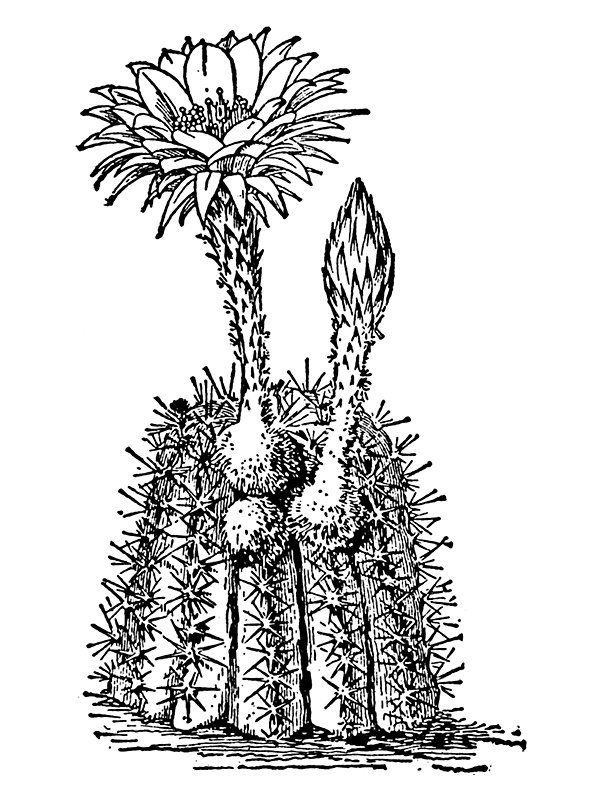 Cactaceae sp.