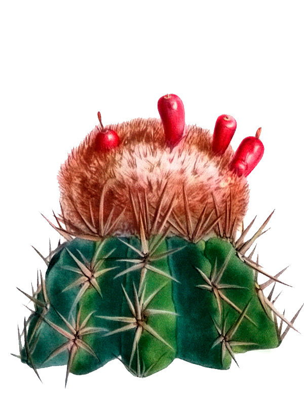 Cactus lemairei