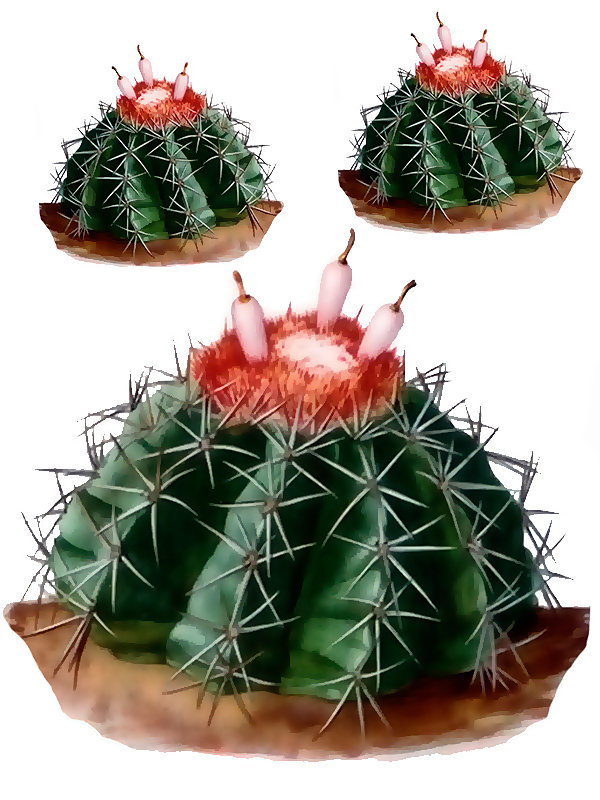 Cactus melocactoides