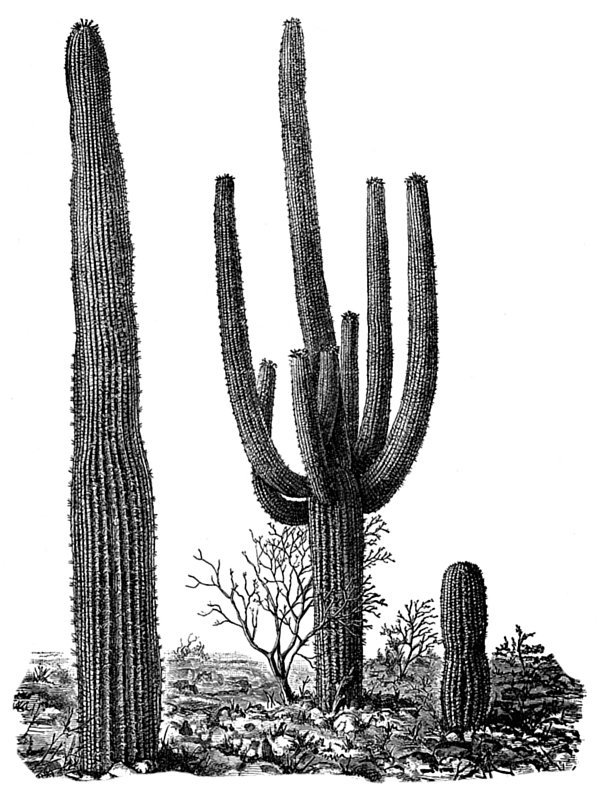 Cereus giganteus
