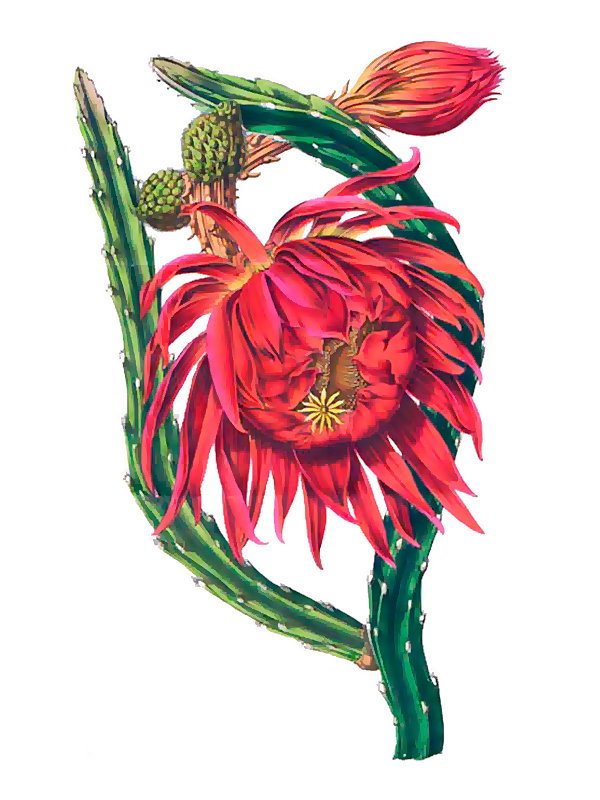 Cereus grandiflorus