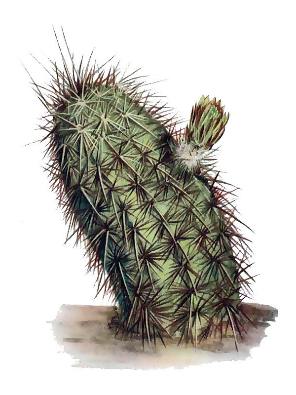 Echinocereus chloranthus