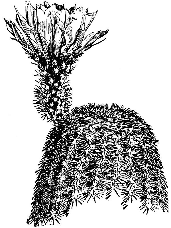 Echinocereus rigidissimus