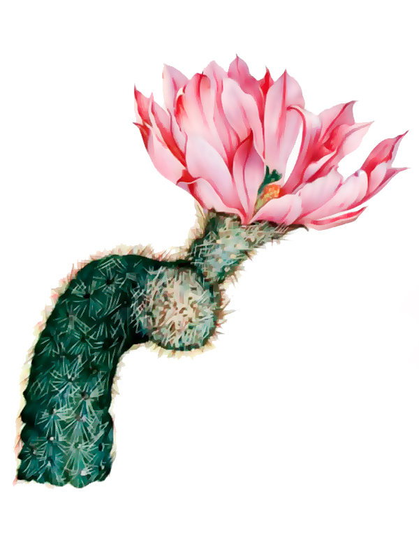 Echinocereus sciurus