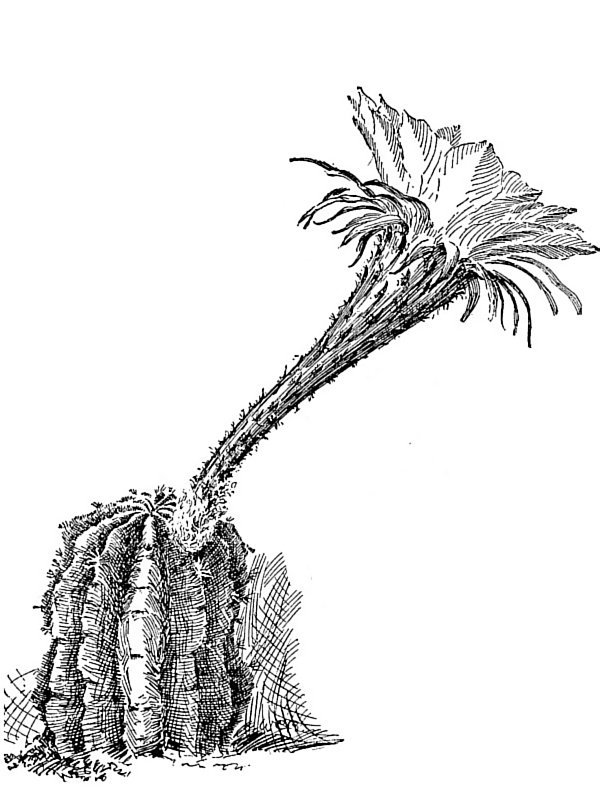Echinopsis gemmata