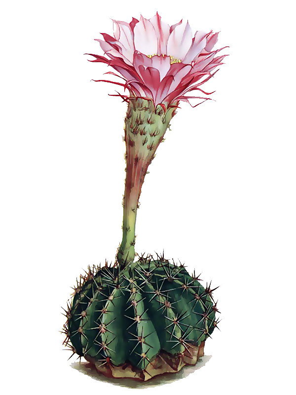 Echinopsis multiplex