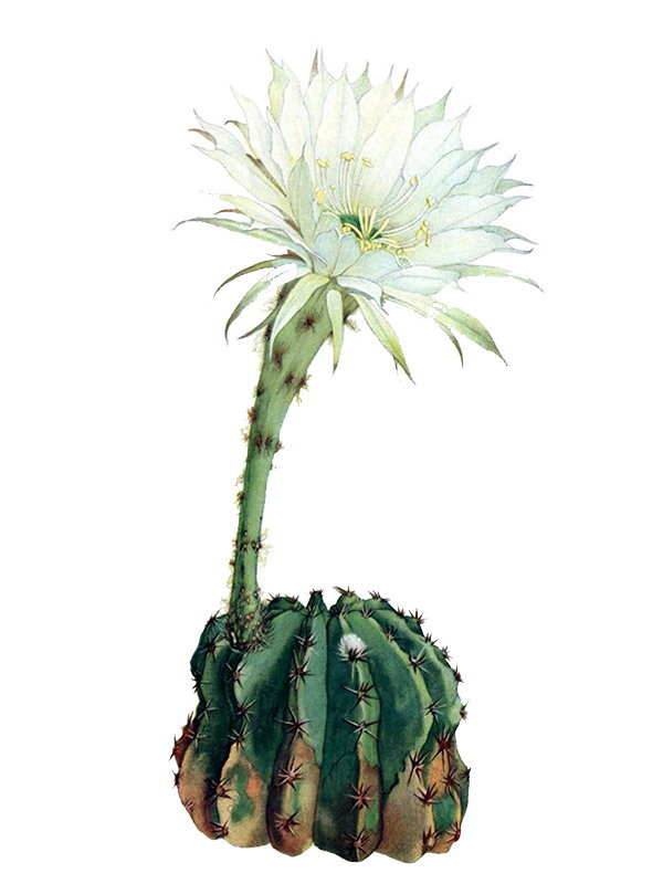 Echinopsis turbinata