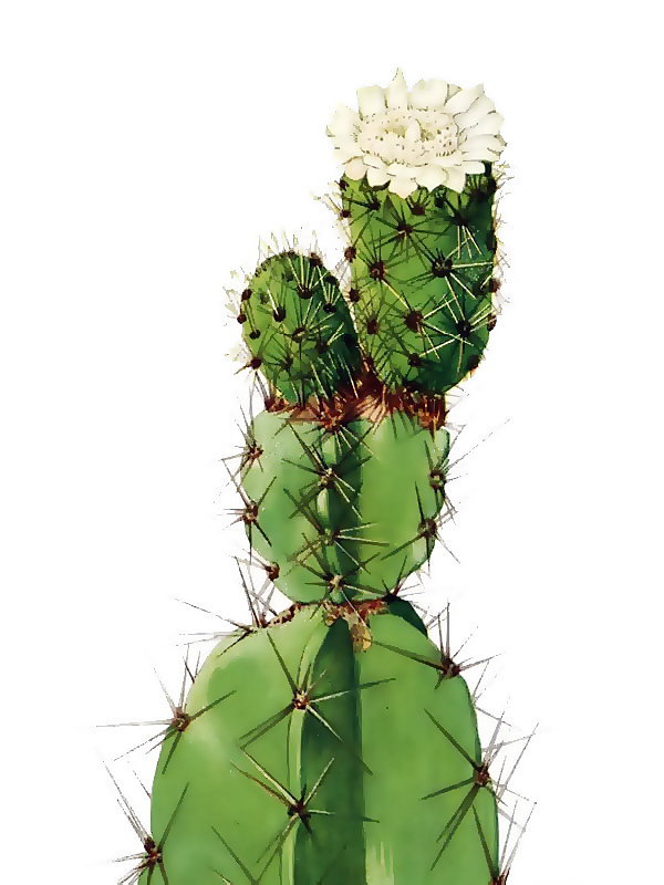 Leptocereus arboreus