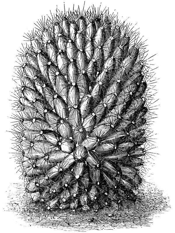 Mammillaria dolichocentra