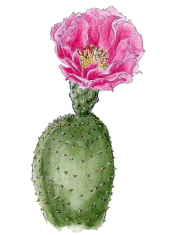 Opuntia basilaris