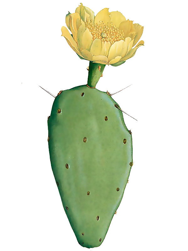 Opuntia macrarthra