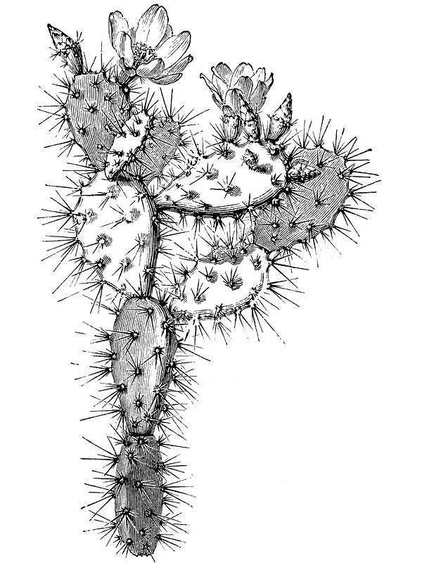 Opuntia multiflora