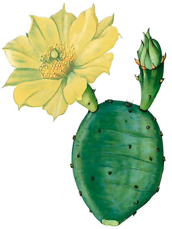 Opuntia opuntia