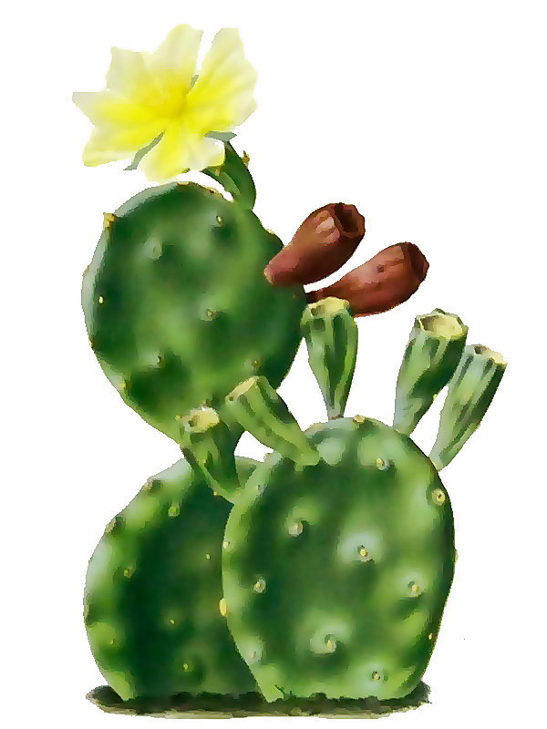 Opuntia rafinesquii