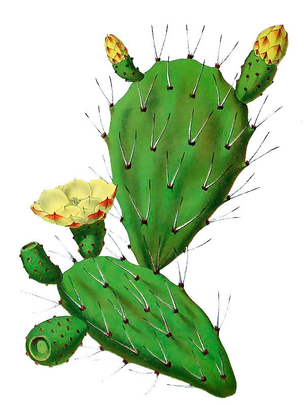Opuntia vulgaris